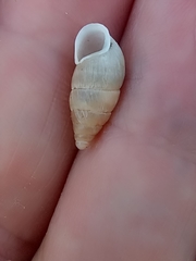 Mastus pupa