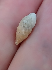 Mastus pupa