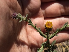 Erigeron petrophilus