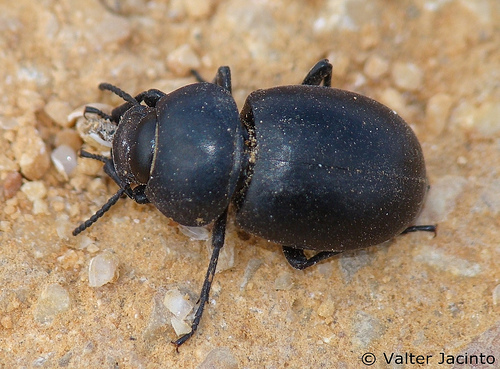 Pachychila