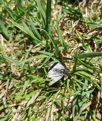 Metaxmeste phrygialis