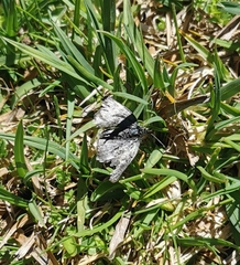 Metaxmeste phrygialis