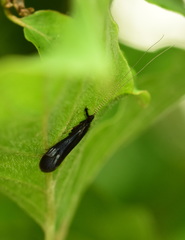Mystacides azureus