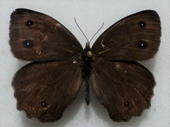 Cercyonis pegala ariane