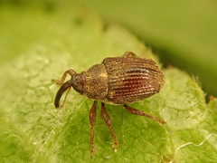 Trichosirocalus