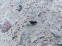 Coleoptera