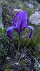 Iris furcata