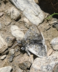 Metaxmeste phrygialis