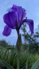 Iris furcata
