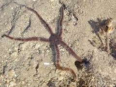 Ophiocoma scolopendrina