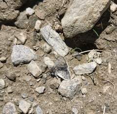 Metaxmeste phrygialis