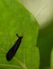 Mystacides azureus