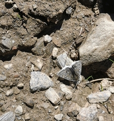 Metaxmeste phrygialis