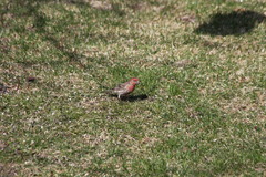 Haemorhous mexicanus