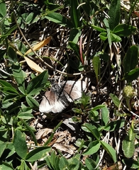 Metaxmeste phrygialis