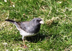 Junco hyemalis