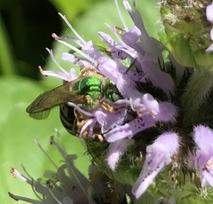 Agapostemon