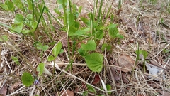 Viola epipsiloides