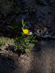 Acmispon brachycarpus