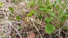 Viola epipsiloides