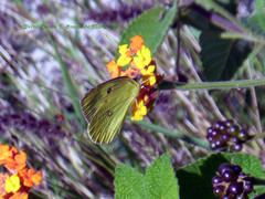 Zerene cesonia