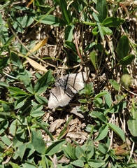 Metaxmeste phrygialis
