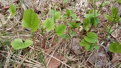 Viola epipsiloides