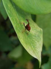 Paracycnotrachelus