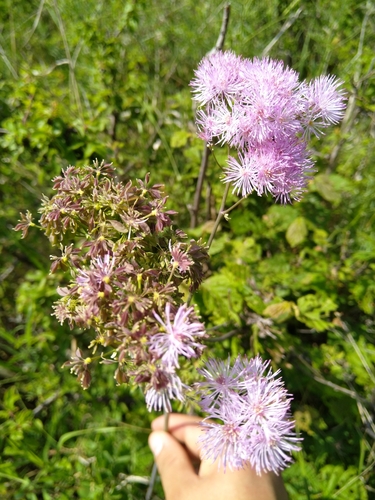 žltuška orlíčkolistá (Thalictrum aquilegiifolium)