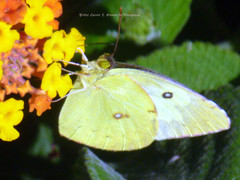 Zerene cesonia