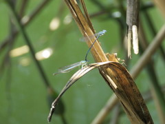 Platycnemis pennipes