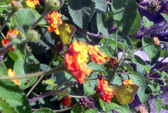 Zerene cesonia