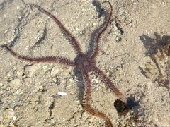 Ophiocoma scolopendrina