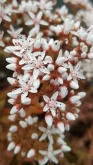 Sedum