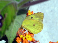Zerene cesonia
