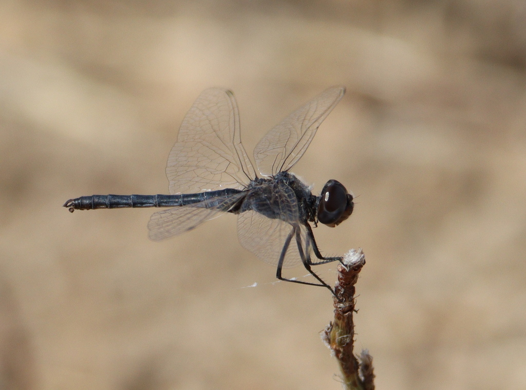 Selysiothemis