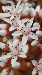 Sedum