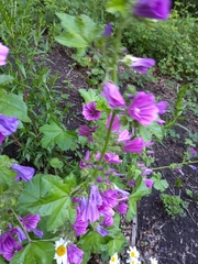 Malva sylvestris