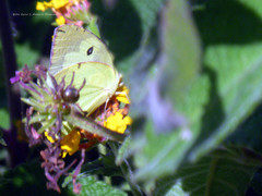 Zerene cesonia