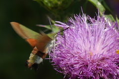 Hemaris croatica