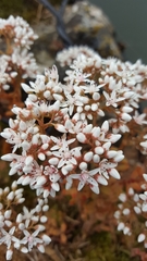 Sedum