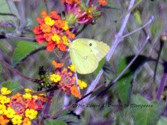 Zerene cesonia