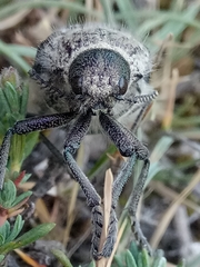 Julodis