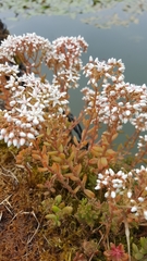 Sedum