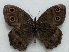 Cercyonis pegala ariane