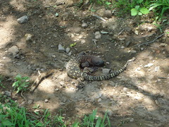 Heloderma exasperatum