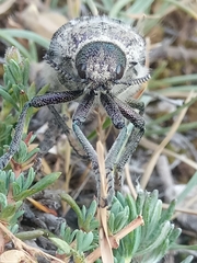 Julodis