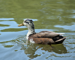Anas platyrhynchos domesticus