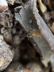 Microlarinus lareynii