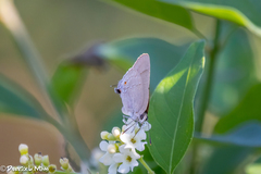 Allosmaitia strophius